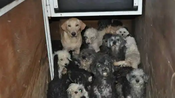 Conmovedor rescate de 68 perros en un criadero clandestino 