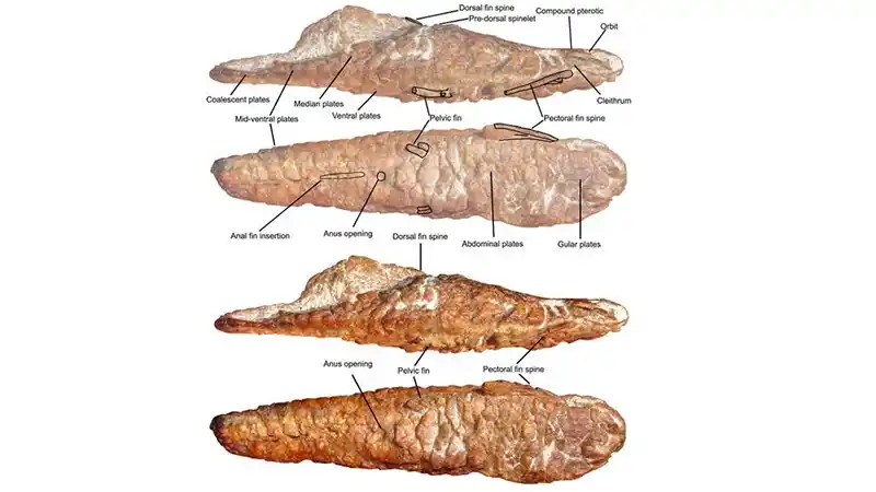 vieja del agua extinta