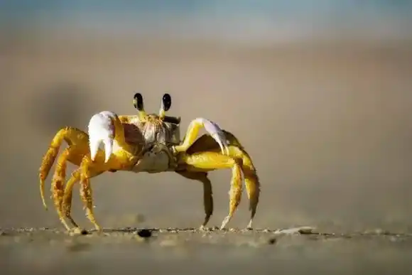 Un avión no pudo aterrizar por culpa de un cangrejo