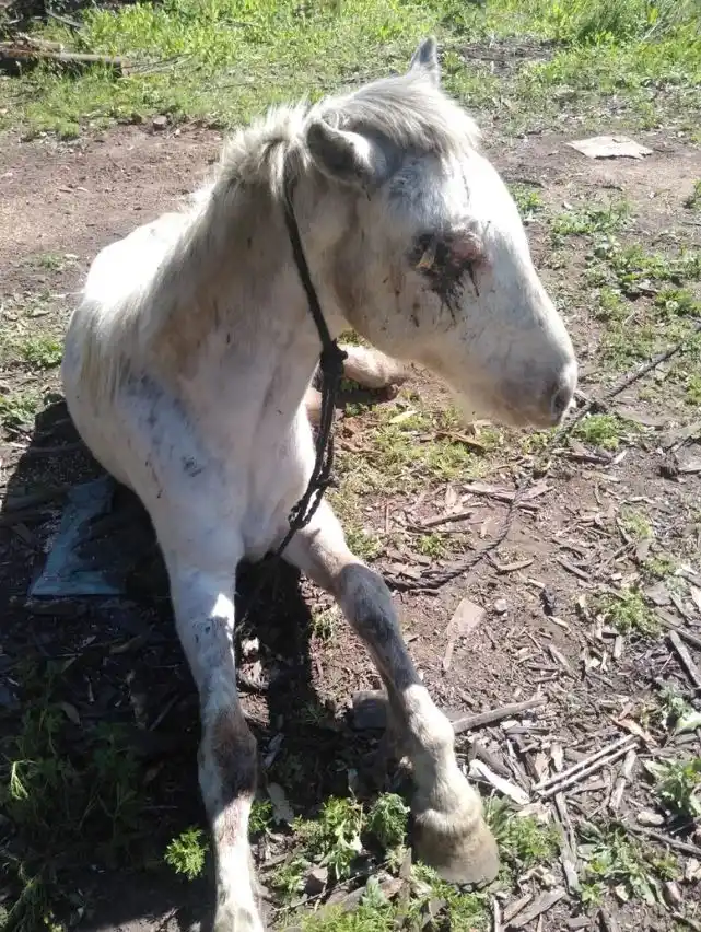 caballo mutilado - 2