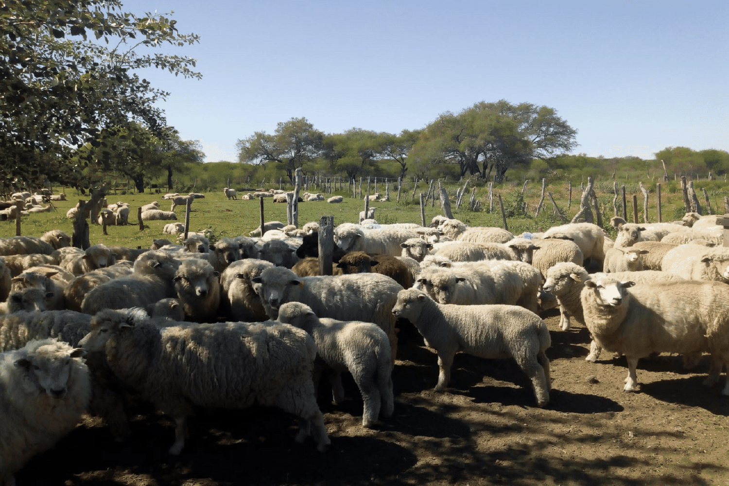 La mesa ovina Entre Ríos analizó proyectos productivos por más de 37 millones de pesos