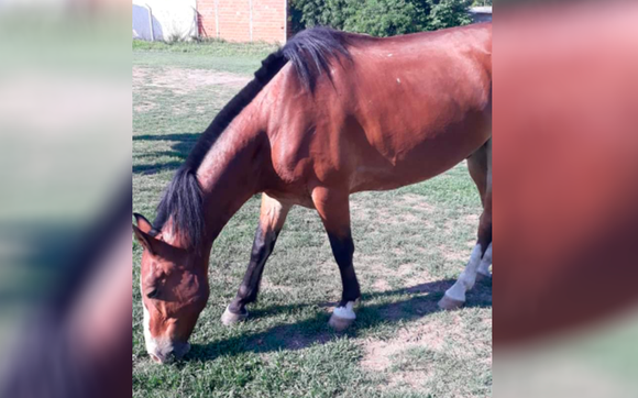 Caballos sueltos en cancha de Banfield