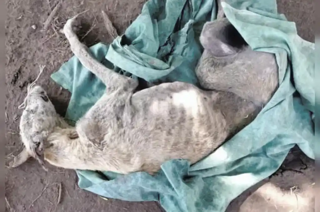 "La Flaca" fue encontrada bajo una montaña de escombros en barrio Victoria de Venado Tuerto.