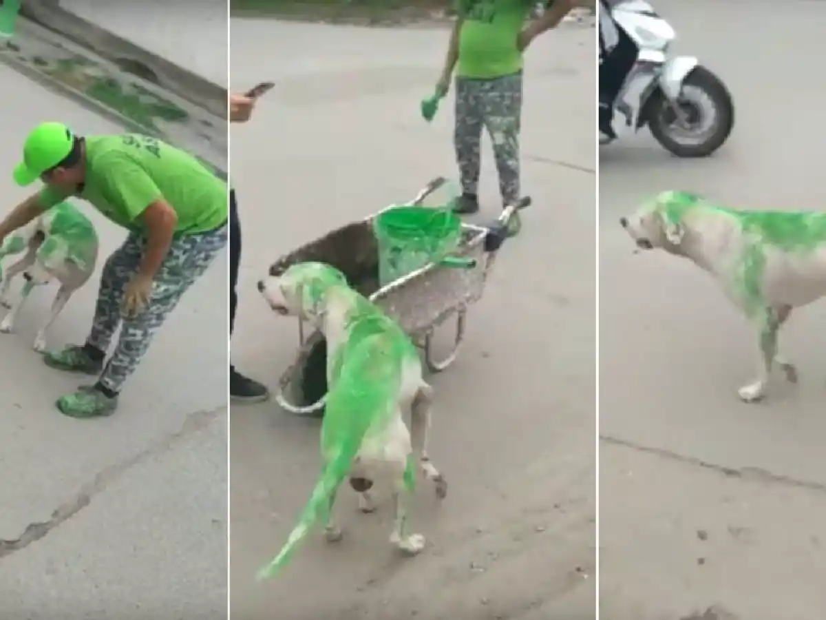 [Video] Repudiable: militantes pintaron a un perro de verde en Tucumán