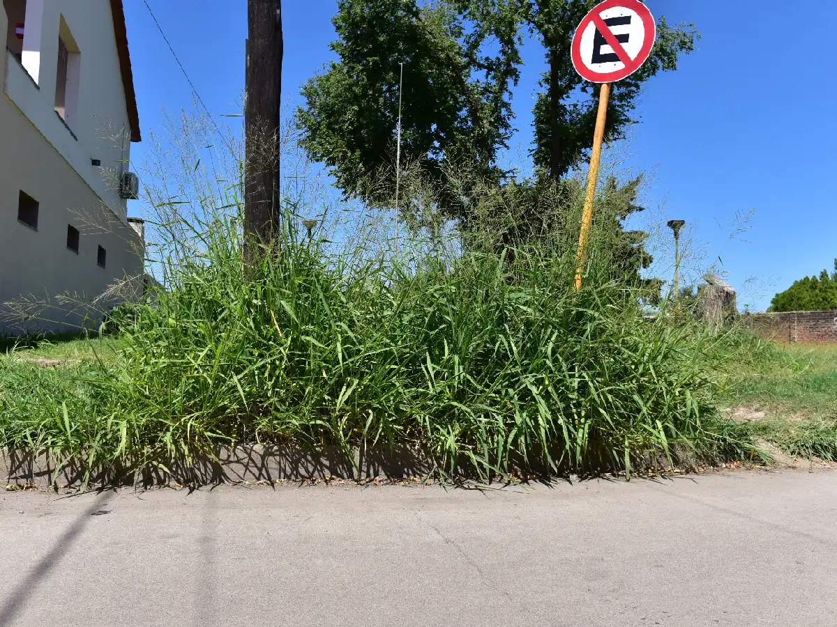 Alto yuyo: para la FCV hay “muchas falencias” en el mantenimiento de la ciudad 