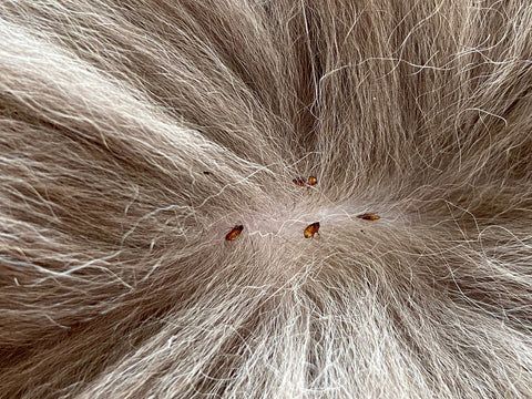 La bacteria se llama Yersinia pestis, y existe en un ciclo que involucra a los roedores u otros mamíferos y sus pulgas.