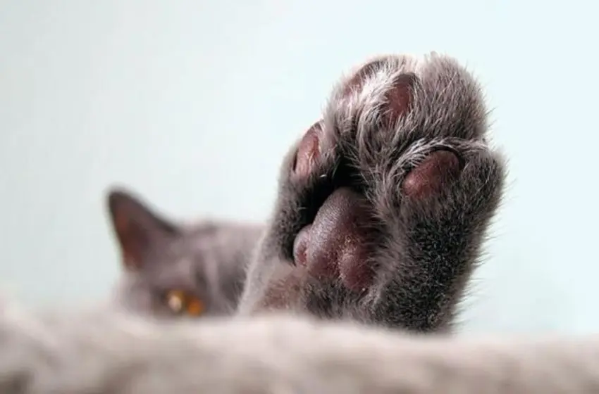 Le dispararon 6 balines a la gata de una vecina en zona sudoeste: «Estaba toda ensangrentada, pensé que se moría»