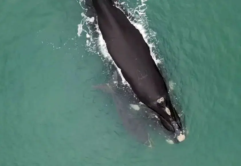 Por primera vez se registró en Mar del Plata una cópula de ballenas francas australes