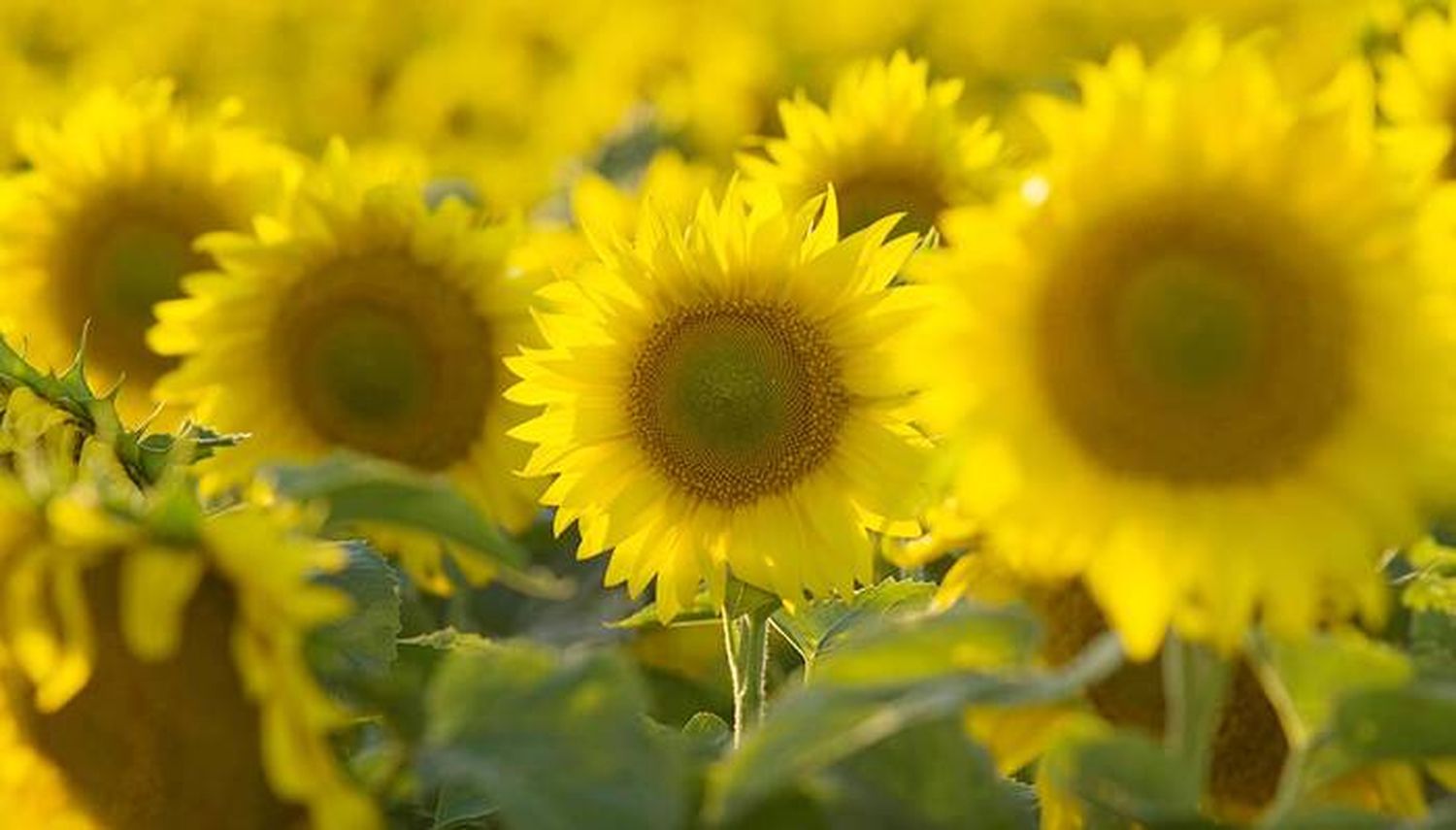 Comenzó la siembra de girasol en la Argentina y sería 6,3% mayor a la del año pasado