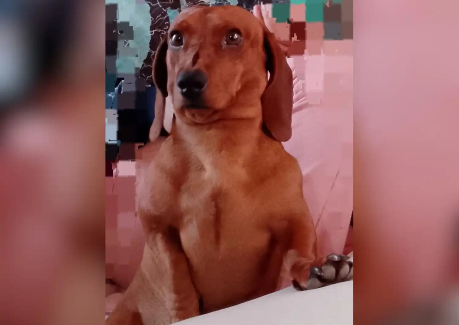 Perro perdido: buscan a Salchi