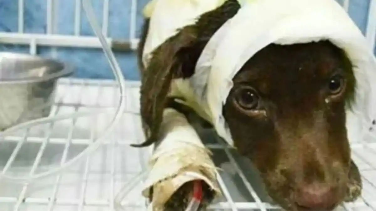 Libertad condicional para el santafesino que hizo maltratar animales por placer sexual