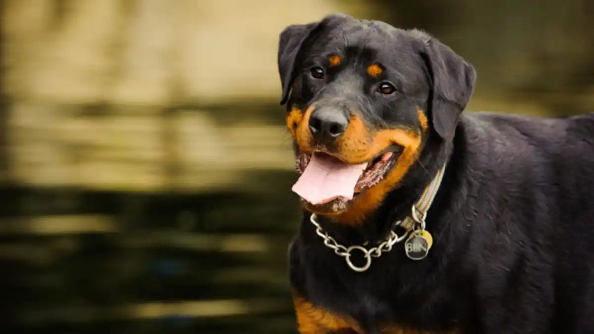 Murió septuagenaria tras ser atacada por un perro rottweiler