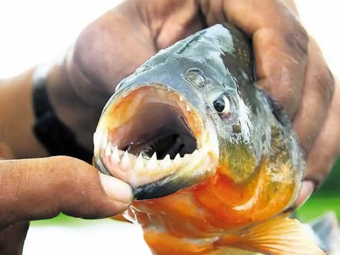 Una nadadora fue mordida por palometas en la Rambla Catalunya