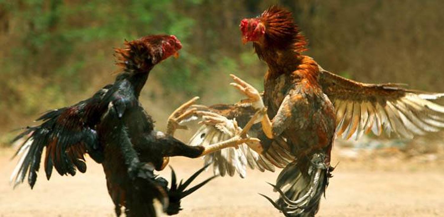 Un gallo mató a su dueño  con una cuchilla en plena riña