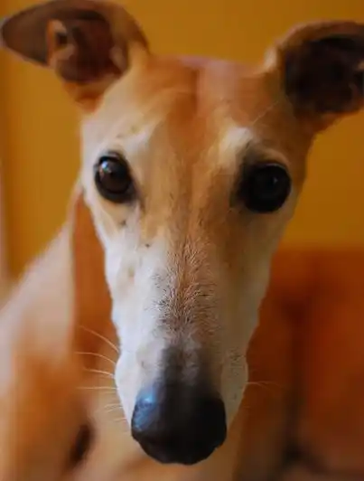 Macri se mostró a favor de prohibir las carrerras de galgos
