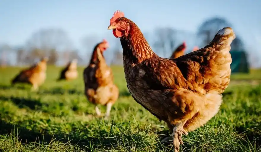 Primer caso de Gripe Aviar en territorio bonaerense: Apareció en Puán y ya hay 6 provincias afectadas