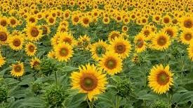 El girasol dijo presente en la rural de Rio Cuarto