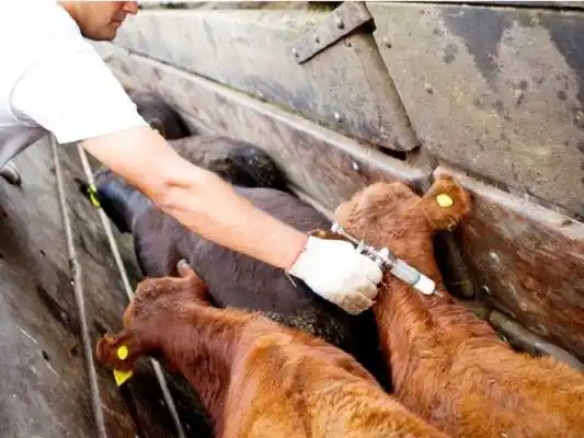 Plan de Erradicación de la Fiebre Aftosa: productores advierten sobre riesgos en el sistema sanitario ganadero