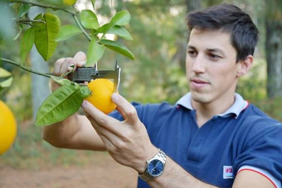 Expertos evalúan impacto  de los fertilizantes nitrogenados en citrus