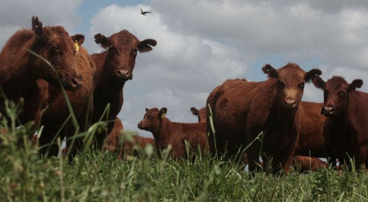 Bajaron los precios de la carne para consumo interno