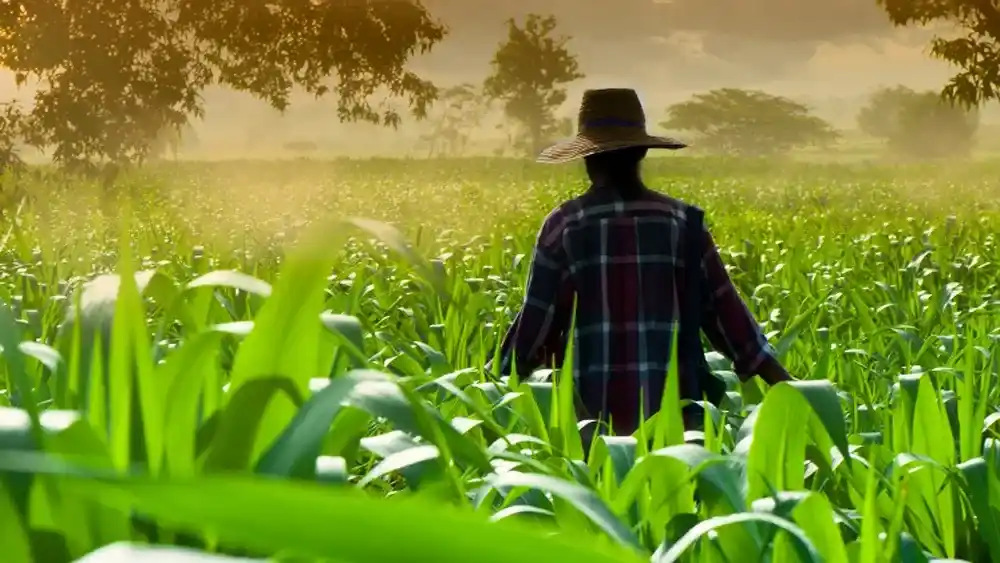 Productores de Estados Unidos y Brasil enfrentan un fuerte endeudamiento mientras Argentina mantiene expectativas positivas