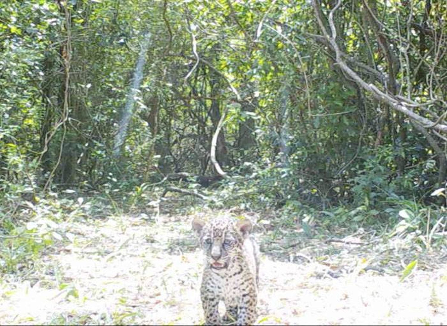 Nacieron dos cachorros de yaguareté en los Esteros del Iberá