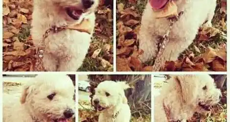 Perrita Perdida