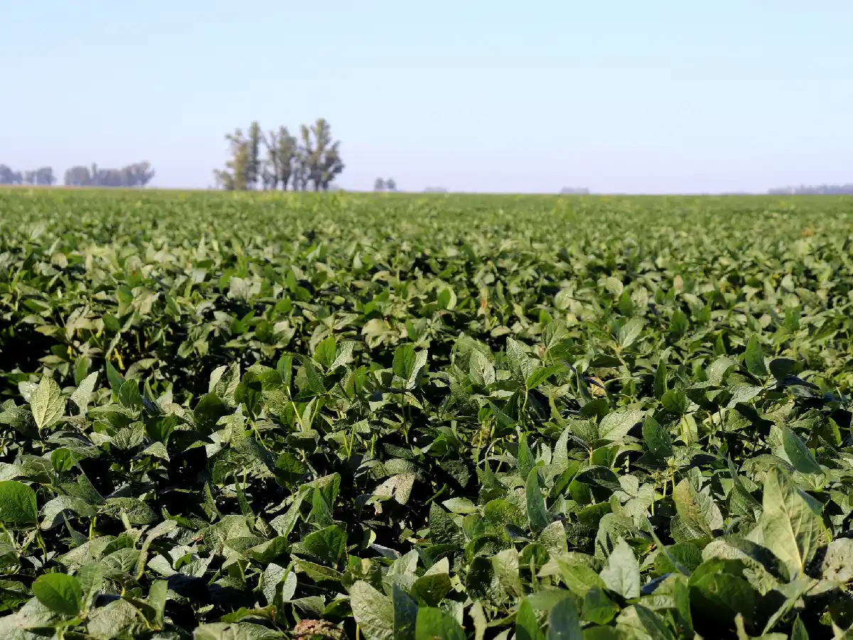 Por falta de agua, la soja podría tener el peor rinde en diez años          