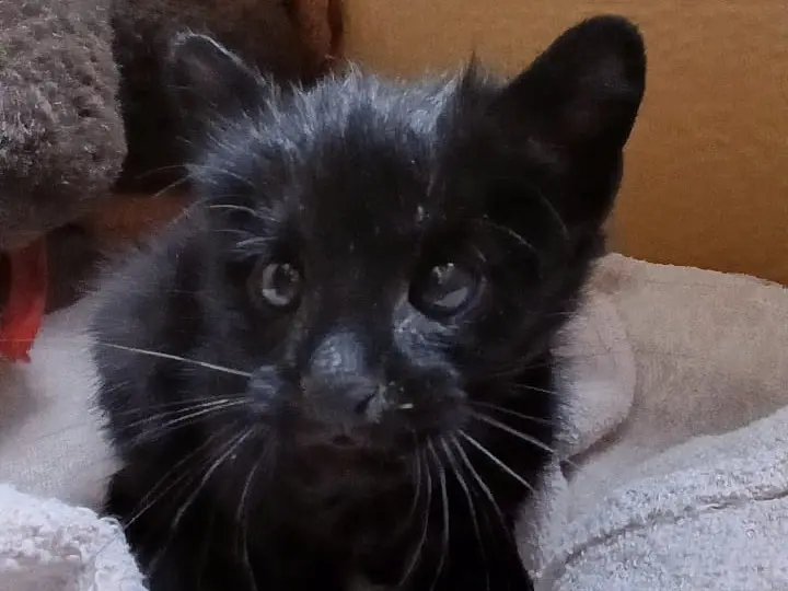 ¿Cómo sigue el gatito montés rescatado en barrio 2 de Abril de Rafaela?