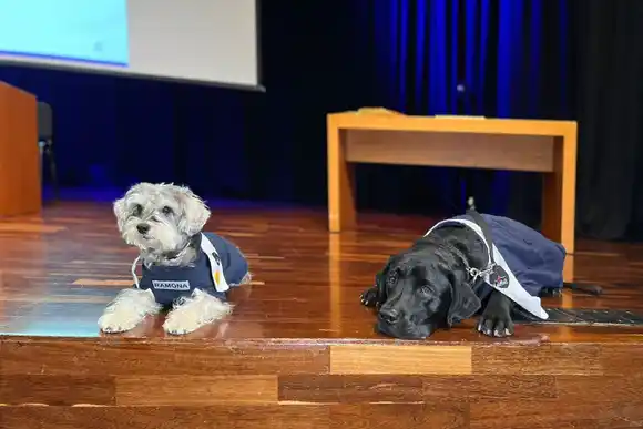 Conozcan a los primeros perros «graduados» en Asistencia