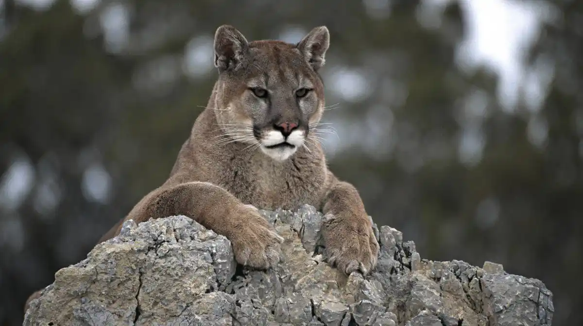 Puma fue sacrificado por pobladores en Córdoba