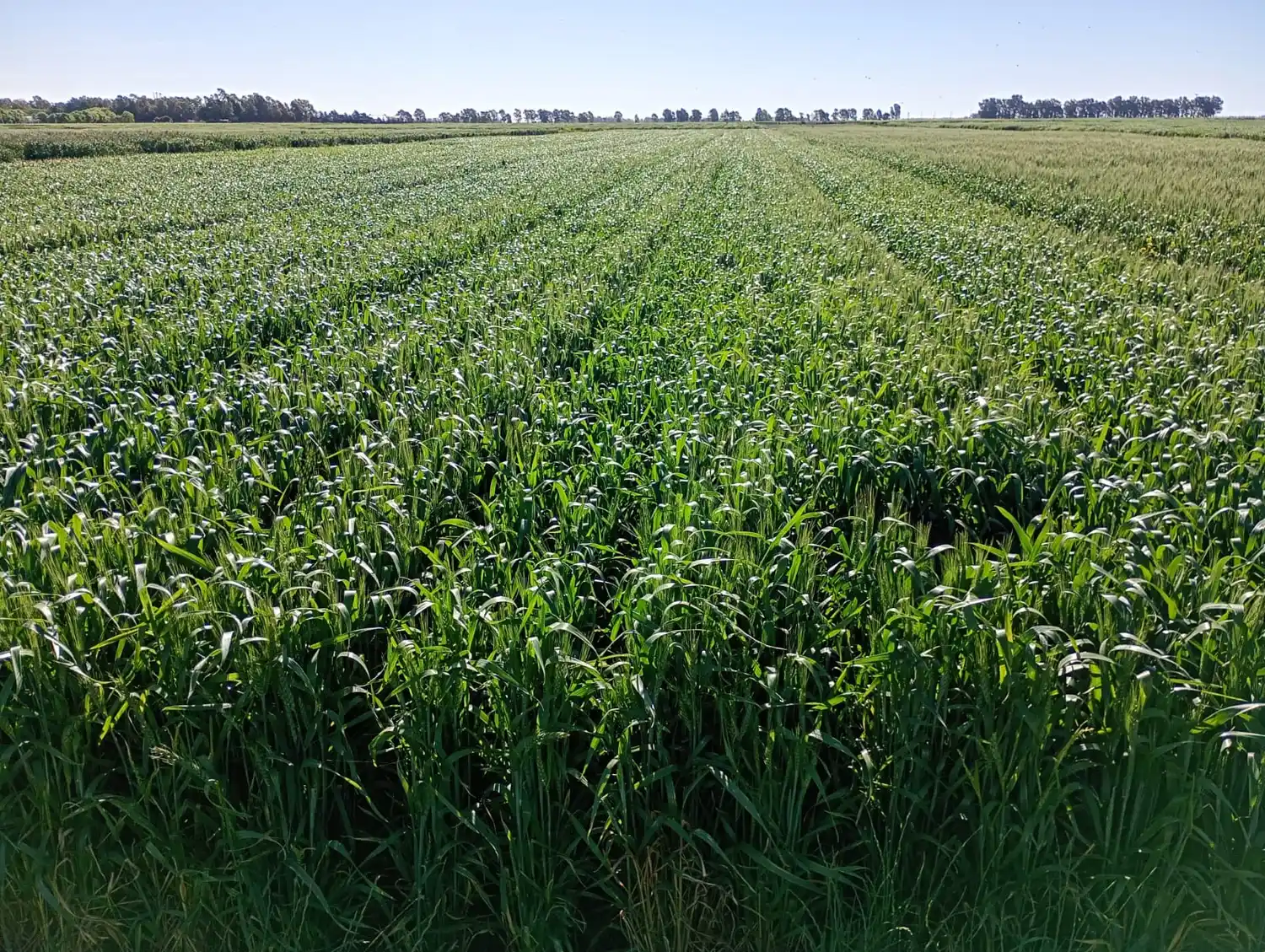 ensayos trigo di pane