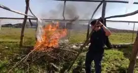 Incineraron 2500 plantas cítricas por prevención contra el HLB