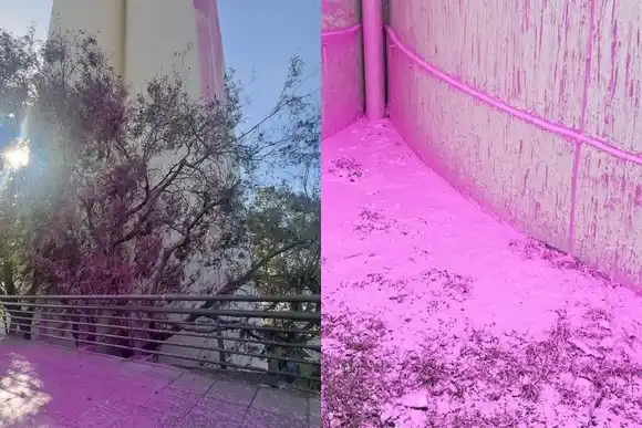 Los artistas que pintaron los silos de rosa exigen retomar el proyecto: "Ganamos un concurso"