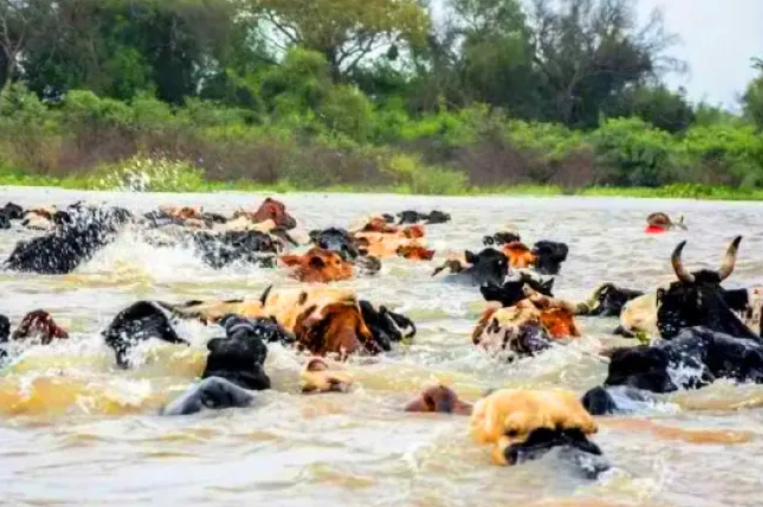 El joven trasladaba animales para su vacunación.