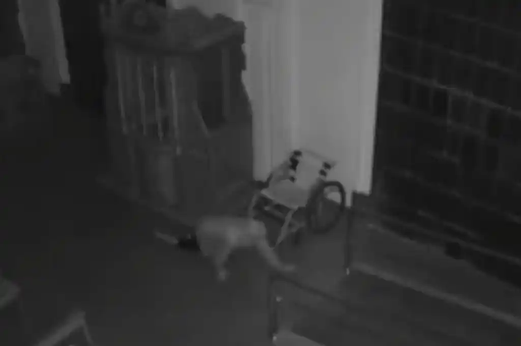 Video: entró a robar en la Basílica de Guadalupe y una alarma lo ahuyentó