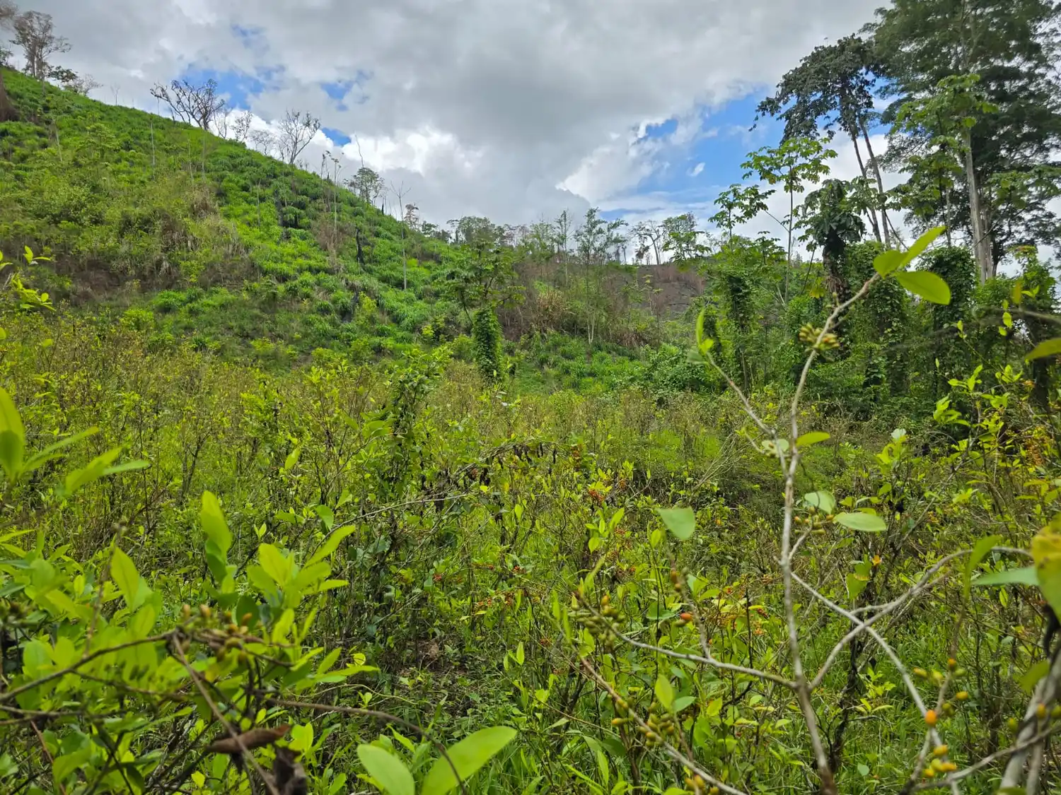 Cultivos de hoja de coca.