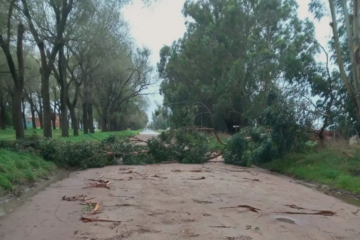 arbol caido villa del deportista