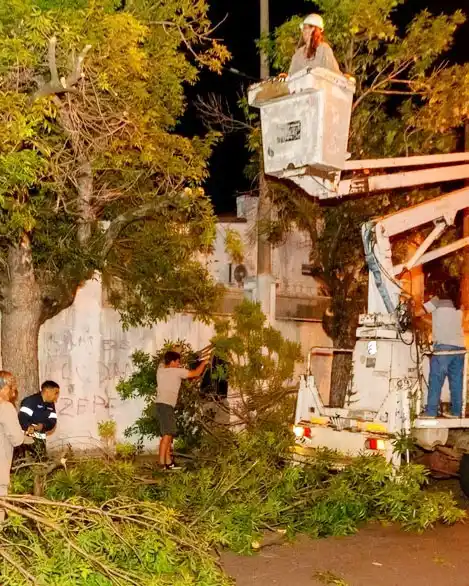 Realizan trabajos de refaldado de árboles en una importante artería de la ciudad