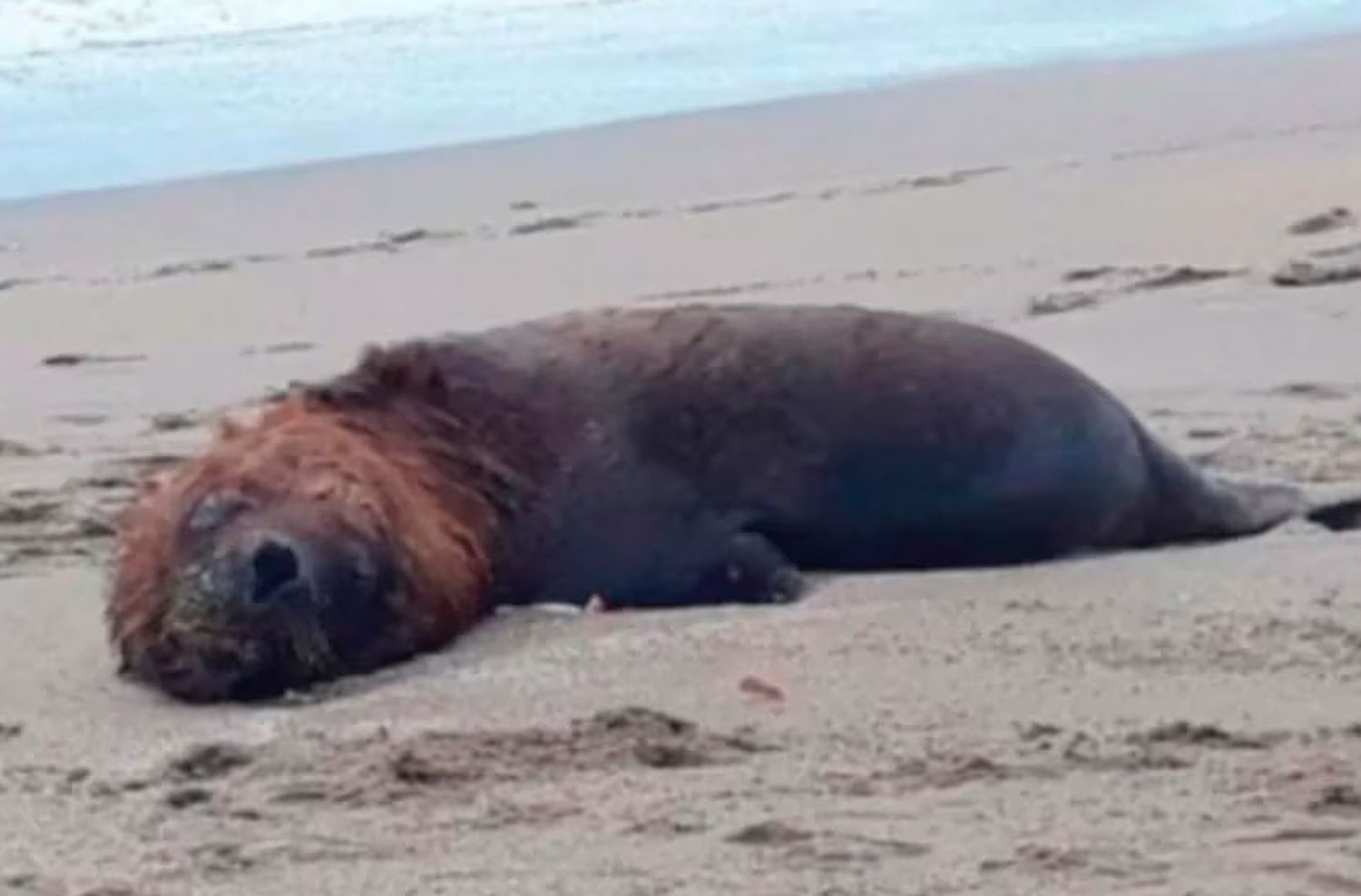 Chile: más de 1500 lobos marinos y 730 pingüinos murieron a causa de la gripe aviar