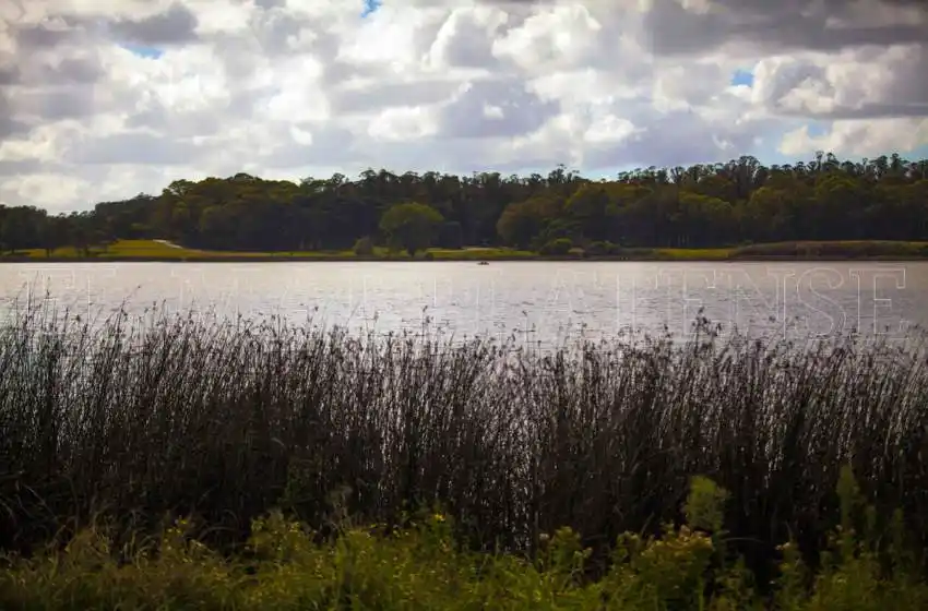 Rescataron y liberaron a un carpincho en la Laguna de Los Padres