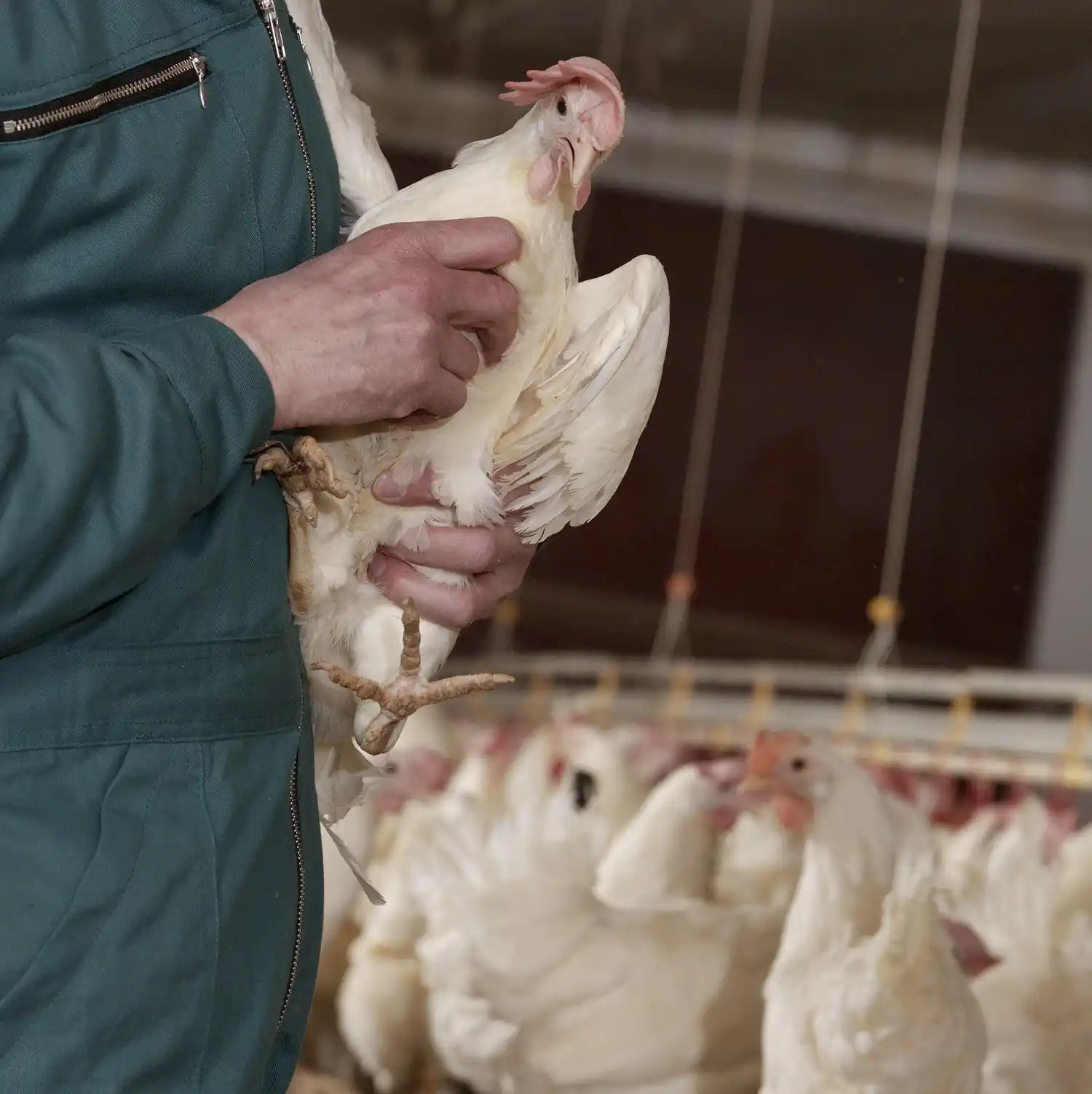 La adopción de prácticas sustentables se perfila como un camino para generar mayor valor en la avicultura