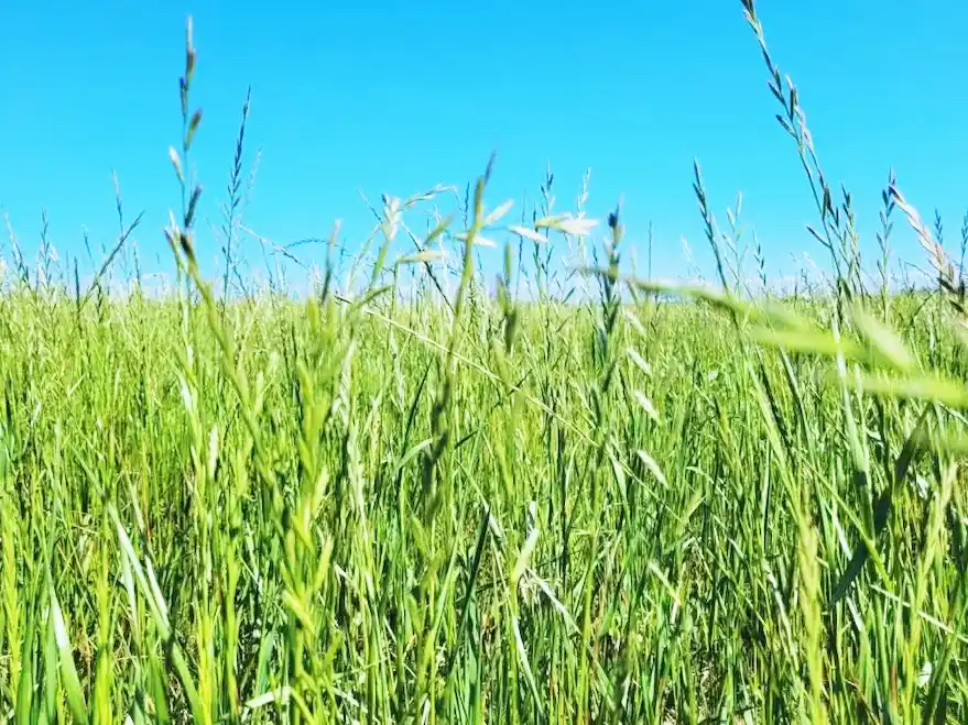 El nuevo escenario ganadero impulsa la compra de semillas forrajeras y la recuperación de pasturas