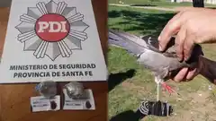 Encontraron a una paloma que intentó ingresar marihuana en una cárcel