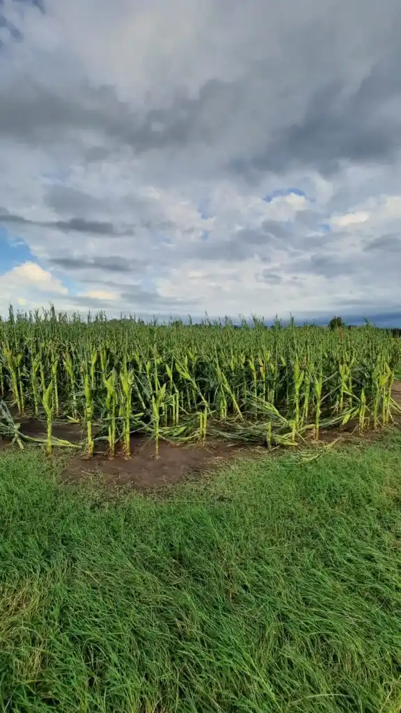 (FOTO: El regional digital).