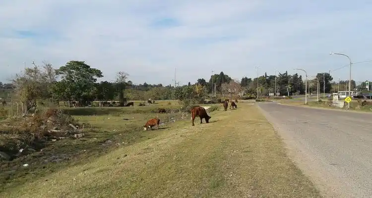Robos en la zona rural: “Esto es imparable”