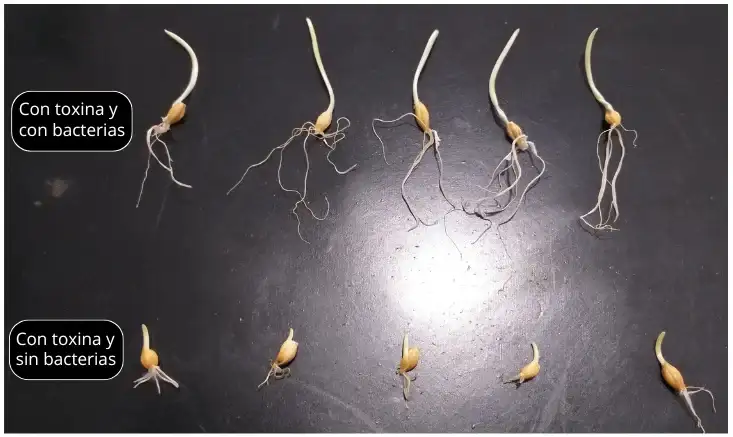 fusarium fauba slt - 2