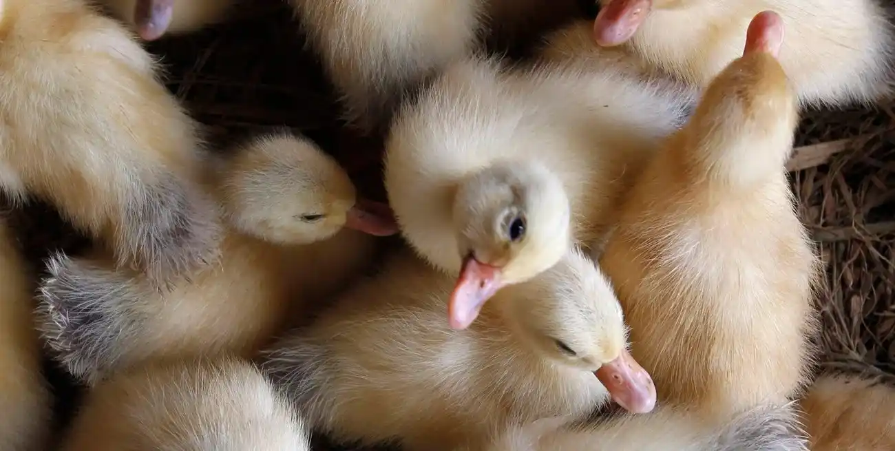 La leche cruda fue retirada voluntariamente por la empresa y el Estado aconsejó al público que no consuma la leche cruda contaminada.