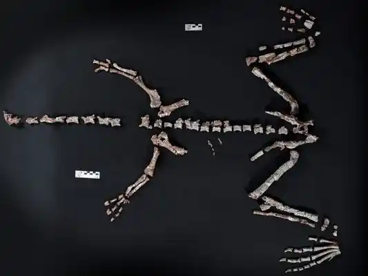 Encontraron en La Rioja el fósil de un dinosaurio que vivió hace más de 230 millones de años