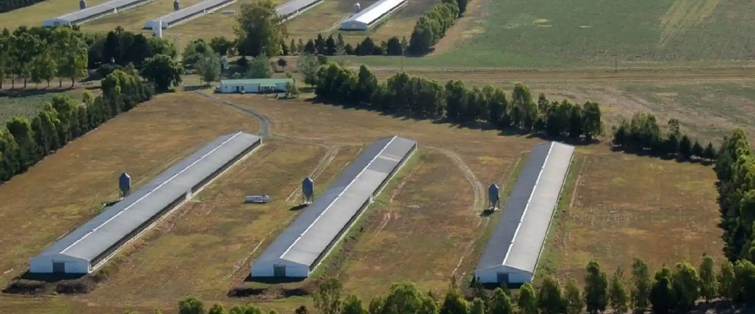 Avicultura crece y genera 22.000 empleos en la provincia